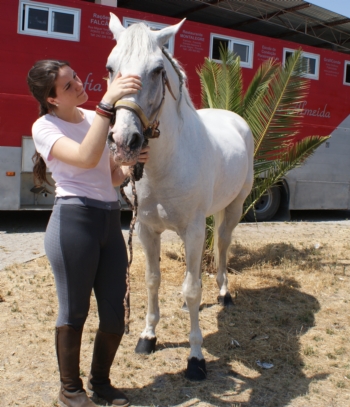 Ficheiro:Cavalo de toureio F3.jpg