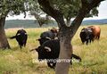 Visiita Herdade da Galeana 23.jpg