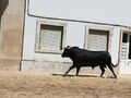 FeiraMaioAzambuja 20190602 120002.jpg
