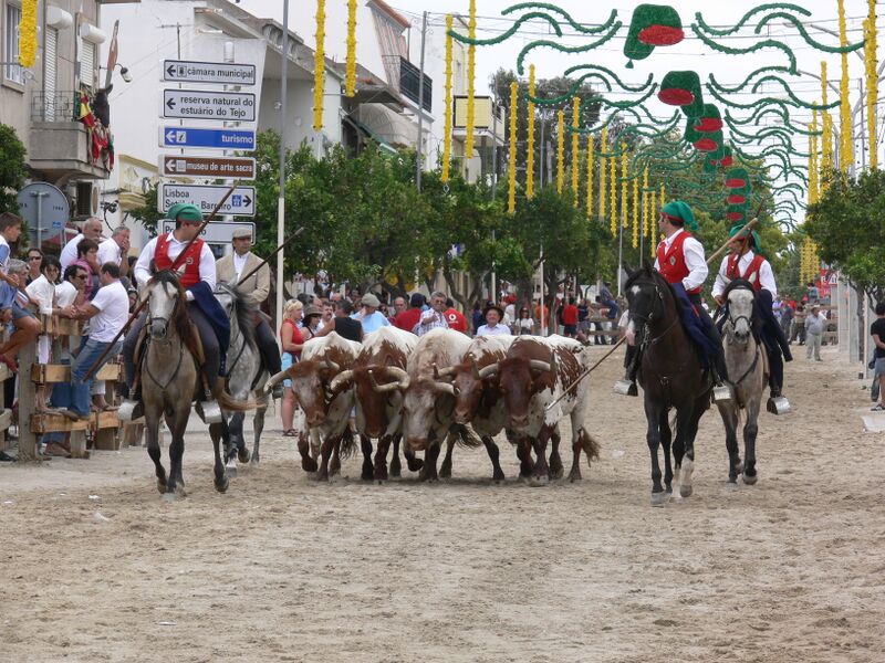 Ficheiro:FBVS 6.JPG