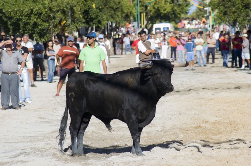 Ficheiro:FBVS 31.jpg
